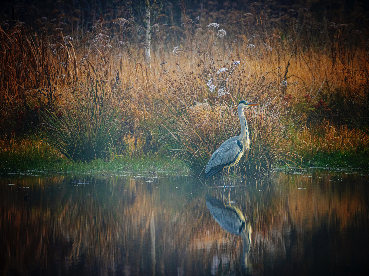 Graureiher im Moor