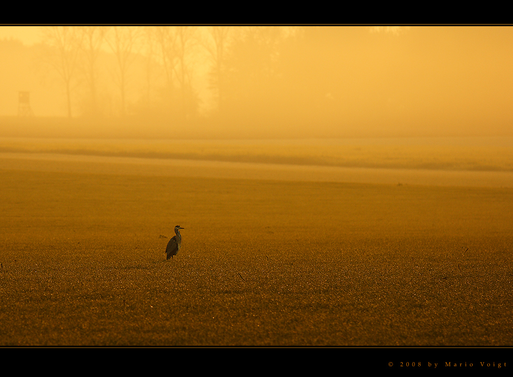 Graureiher im Morgendunst