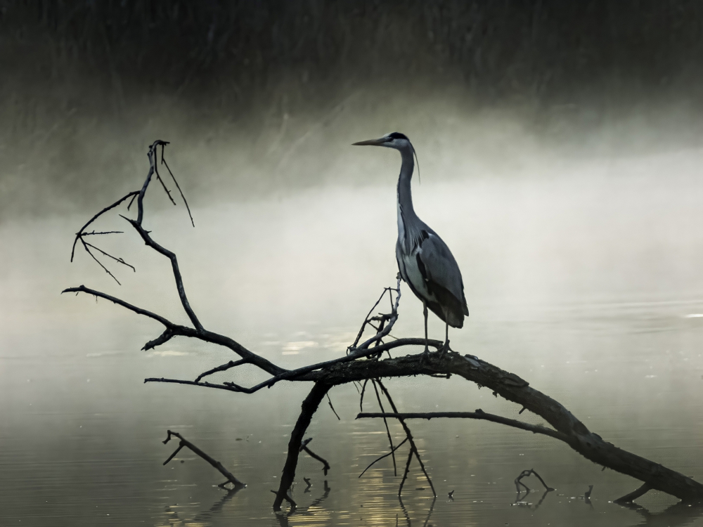 Graureiher im Morgennebel 