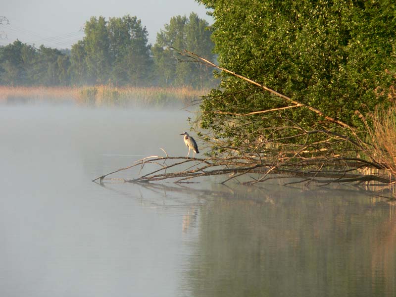 Graureiher im Morgennebel