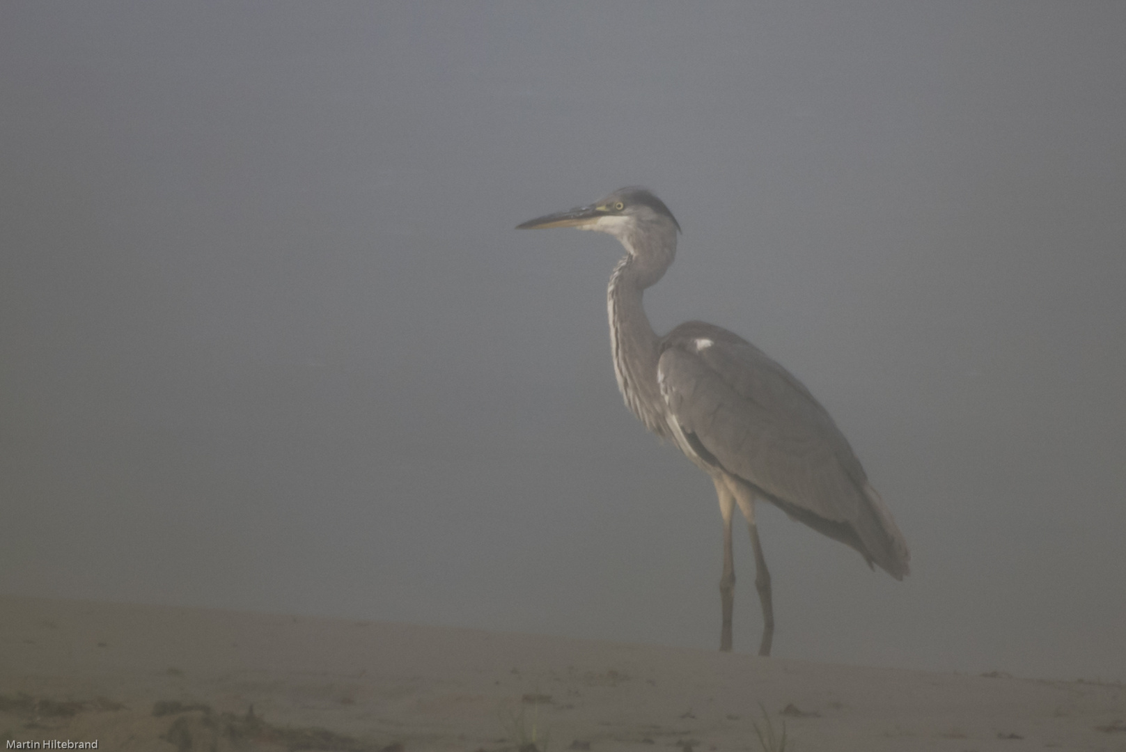 Graureiher im Morgennebel