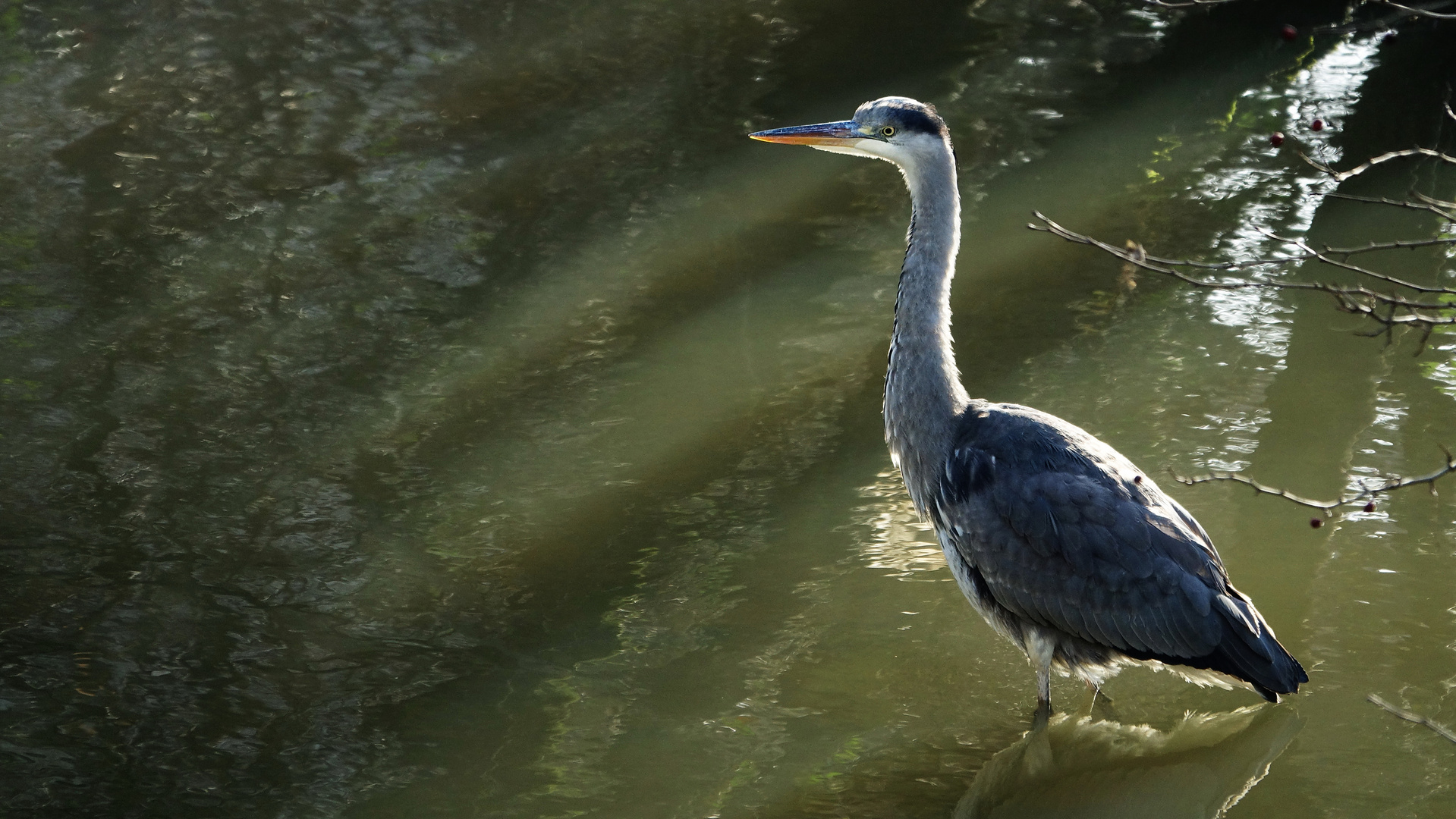 Graureiher im Mühlkanal 