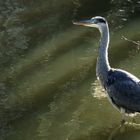 Graureiher im Mühlkanal 