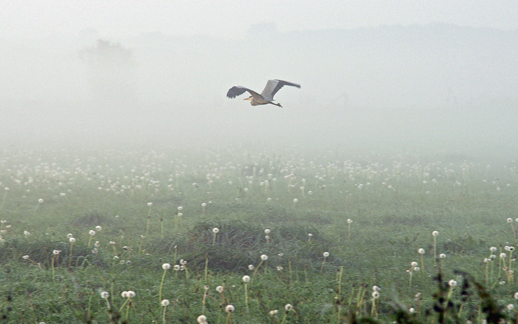 Graureiher im Nebel