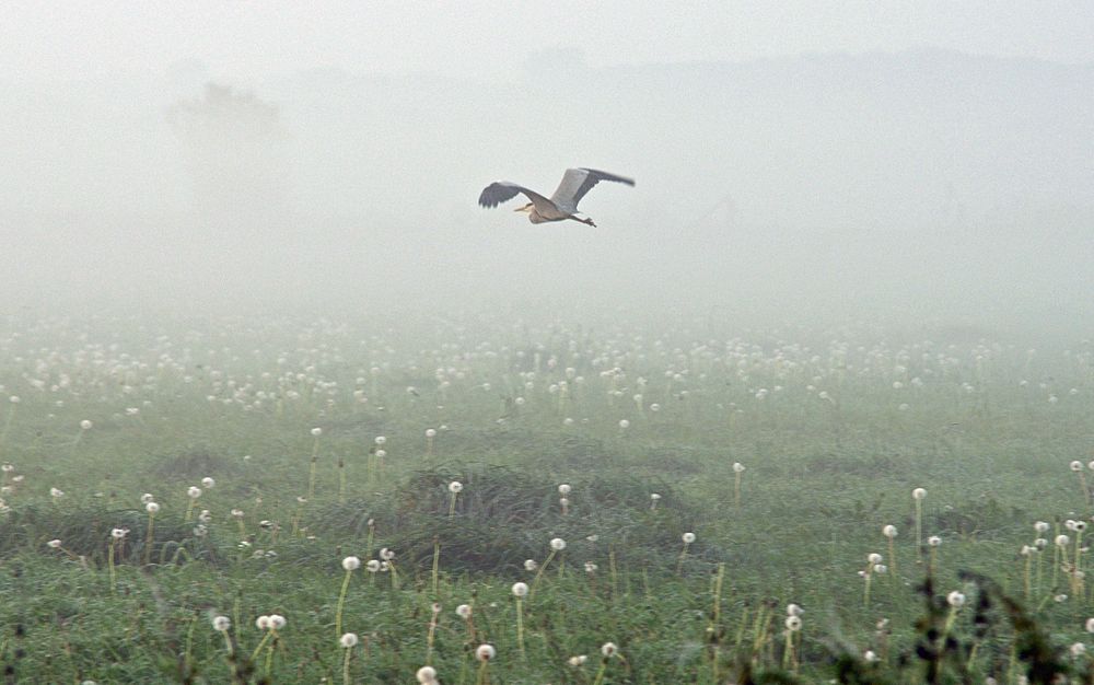 Graureiher im Nebel