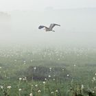 Graureiher im Nebel