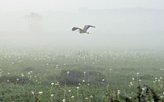 Graureiher im Nebel