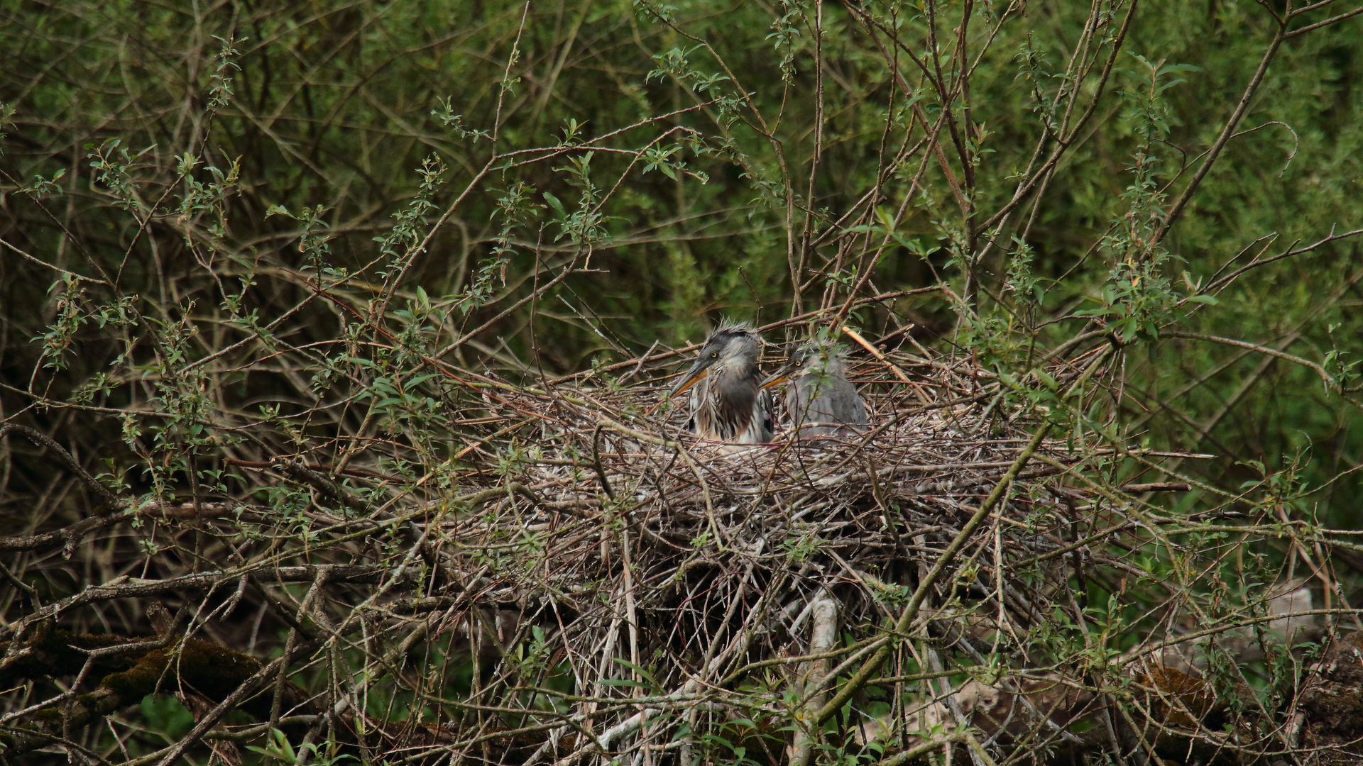 Graureiher im Nest 03