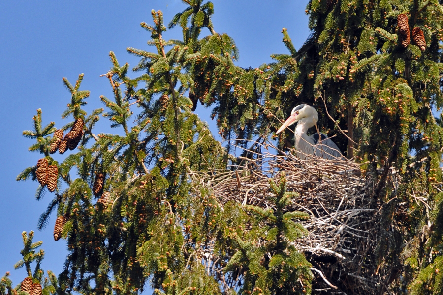 Graureiher im Nest