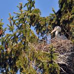 Graureiher im Nest