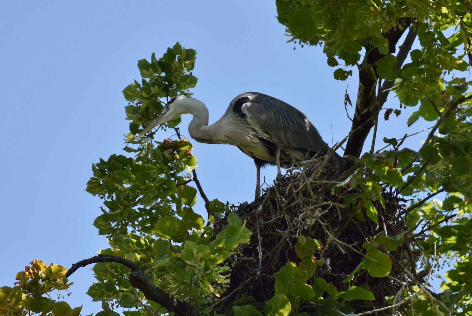 Graureiher im Nest