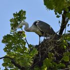 Graureiher im Nest