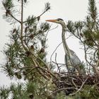 Graureiher im Nest