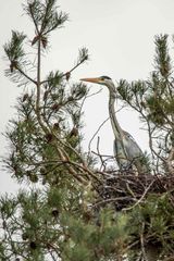 Graureiher im Nest