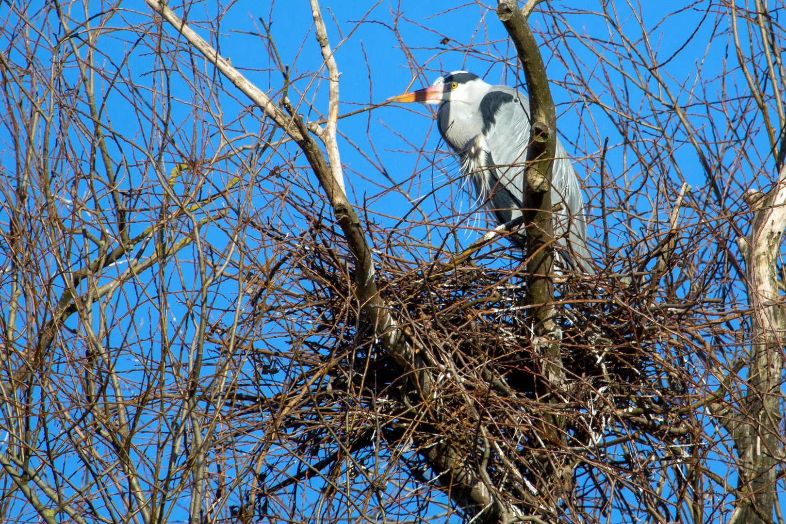 Graureiher im Nest