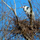 Graureiher im Nest