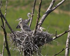 Graureiher im Nest