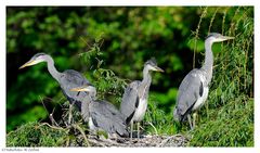 ---- Graureiher im Nest ---- ( Ardea cinerea )