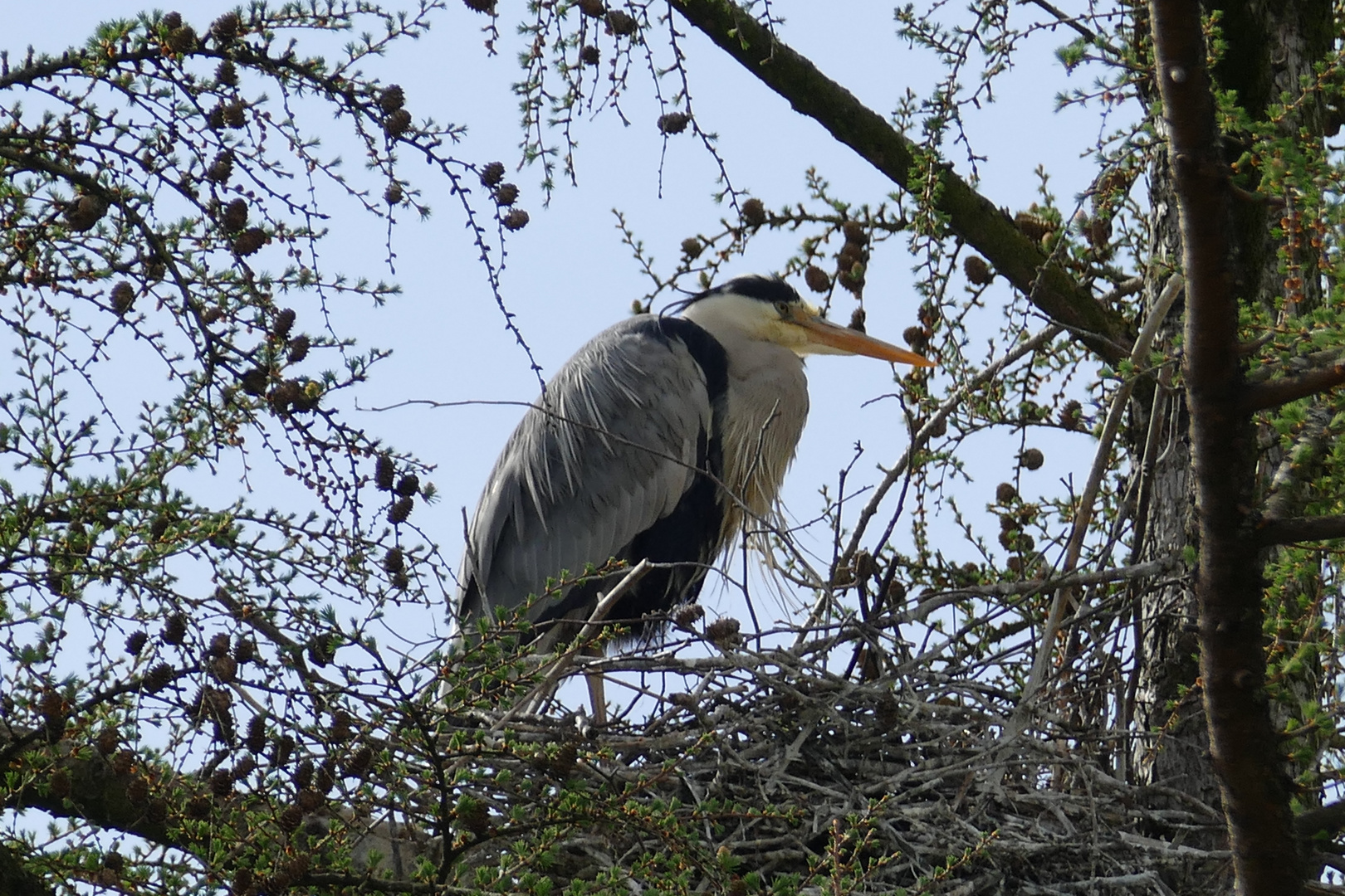 Graureiher im Nest