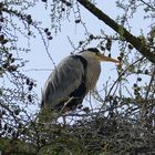 Graureiher im Nest