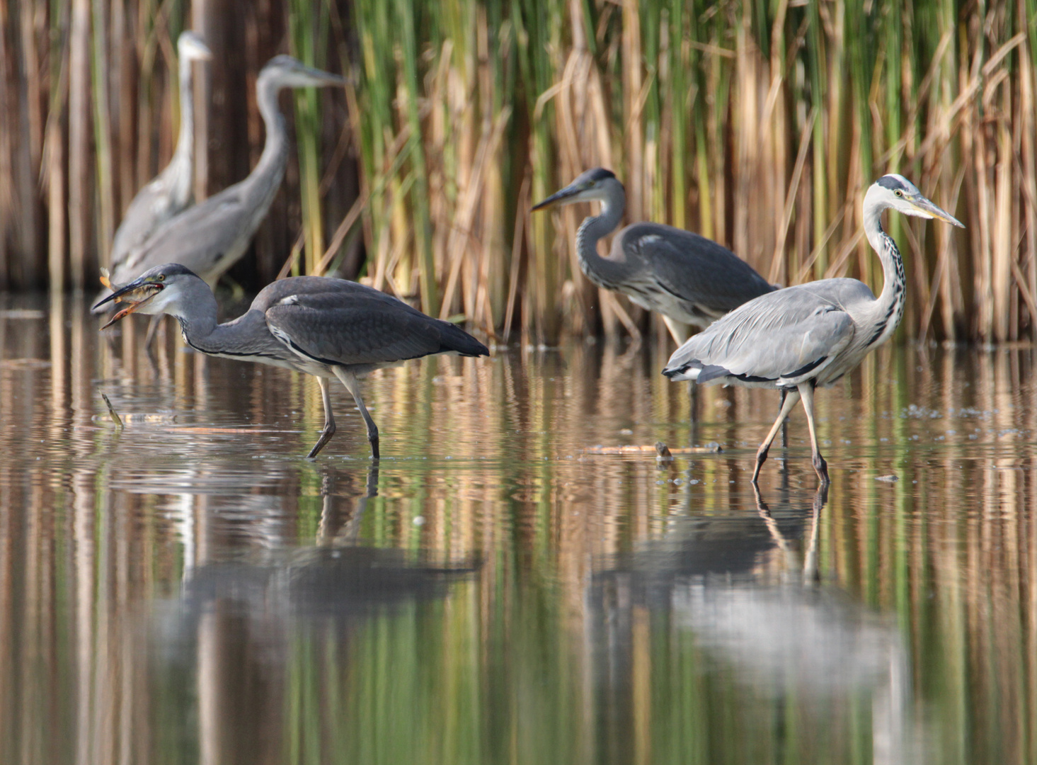 Graureiher im Oberlausitzer Teichgebiet Foto & Bild tiere, wildlife