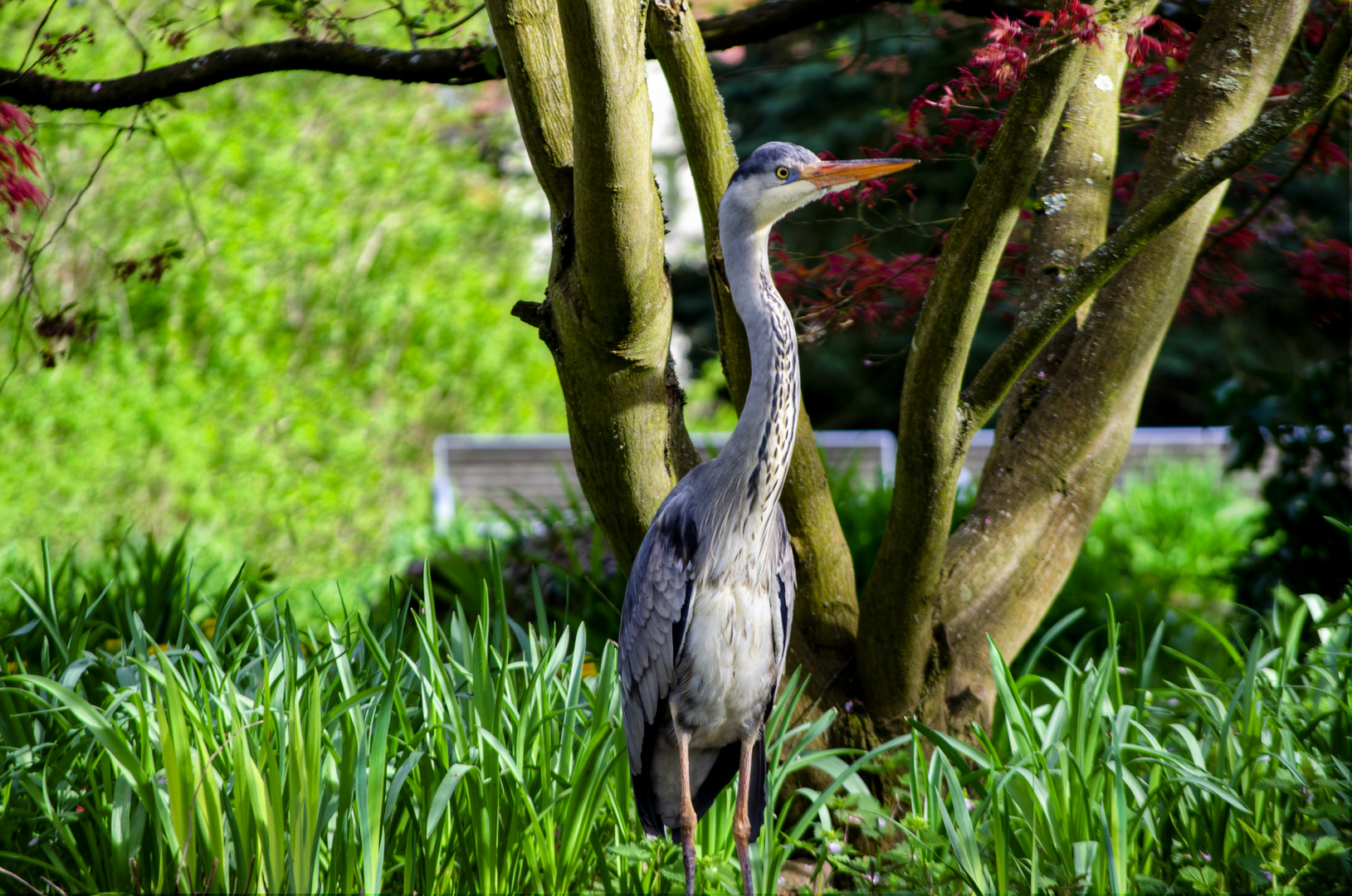 Graureiher im Park