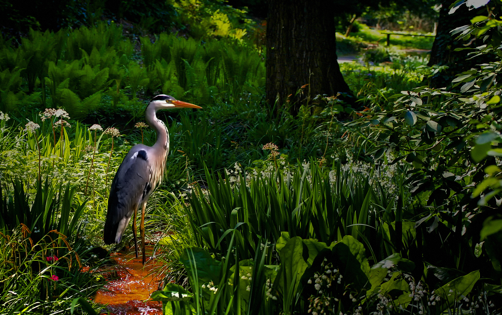 Graureiher im Park