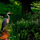 Graureiher im Park