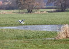 Graureiher im perfekten Tiefflug