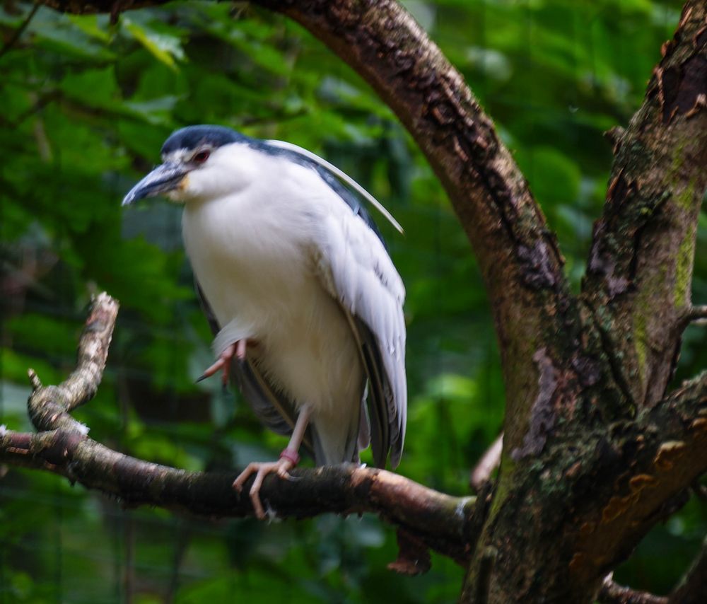 Graureiher im Rostocker Zoo