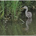 Graureiher im Schiedersee