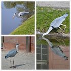 Graureiher im Schlossgarten Schwetzingen