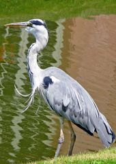 Graureiher im Schlosspark Schwetzingen (1)