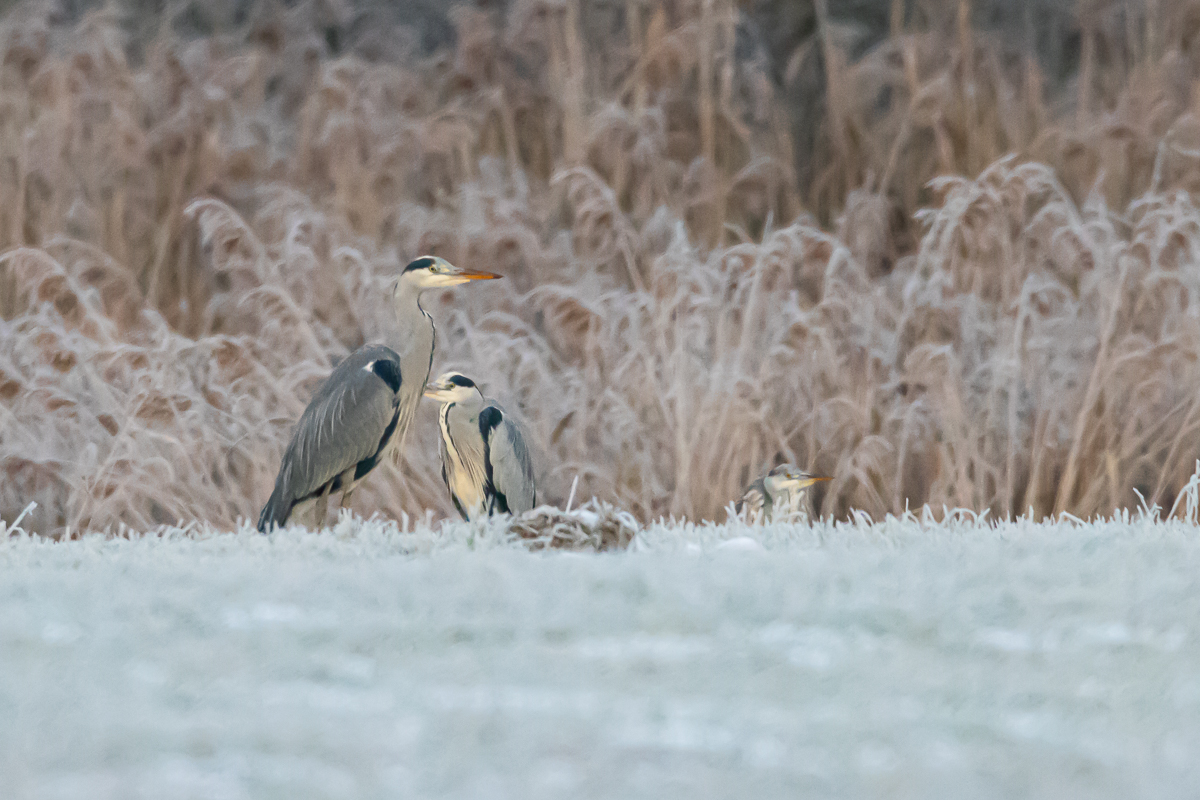 Graureiher im Schnee