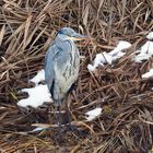 Graureiher im Schnee