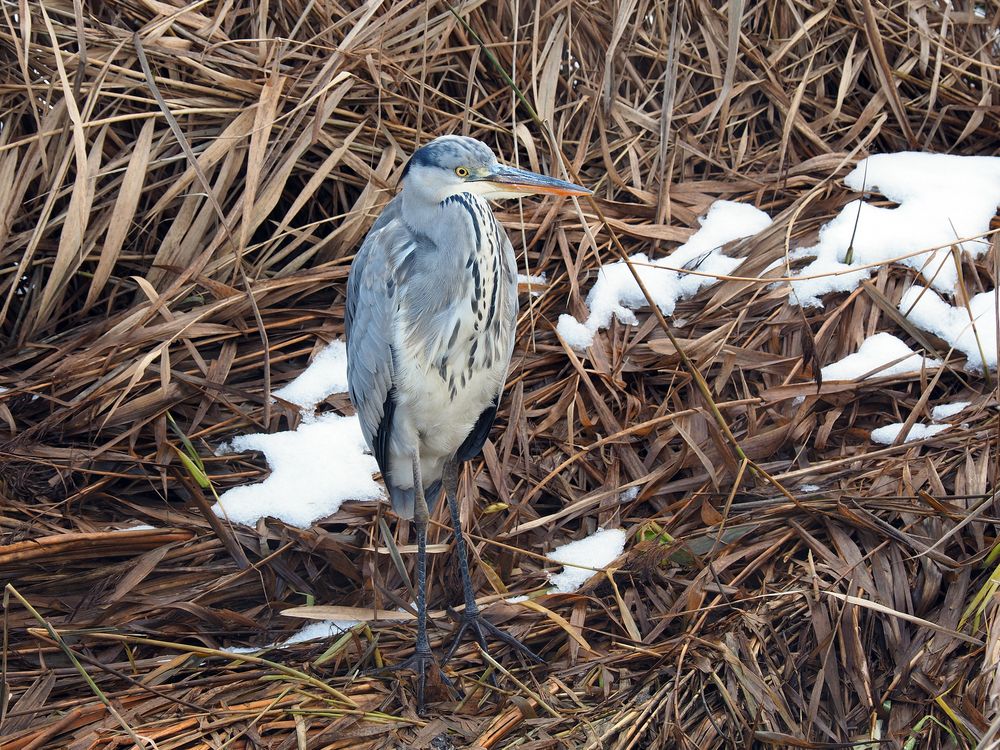 Graureiher im Schnee