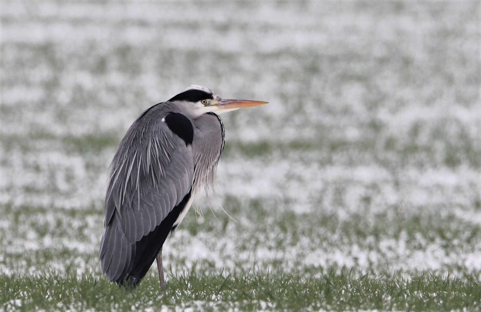 Graureiher im Schnee