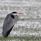 Graureiher im Schnee