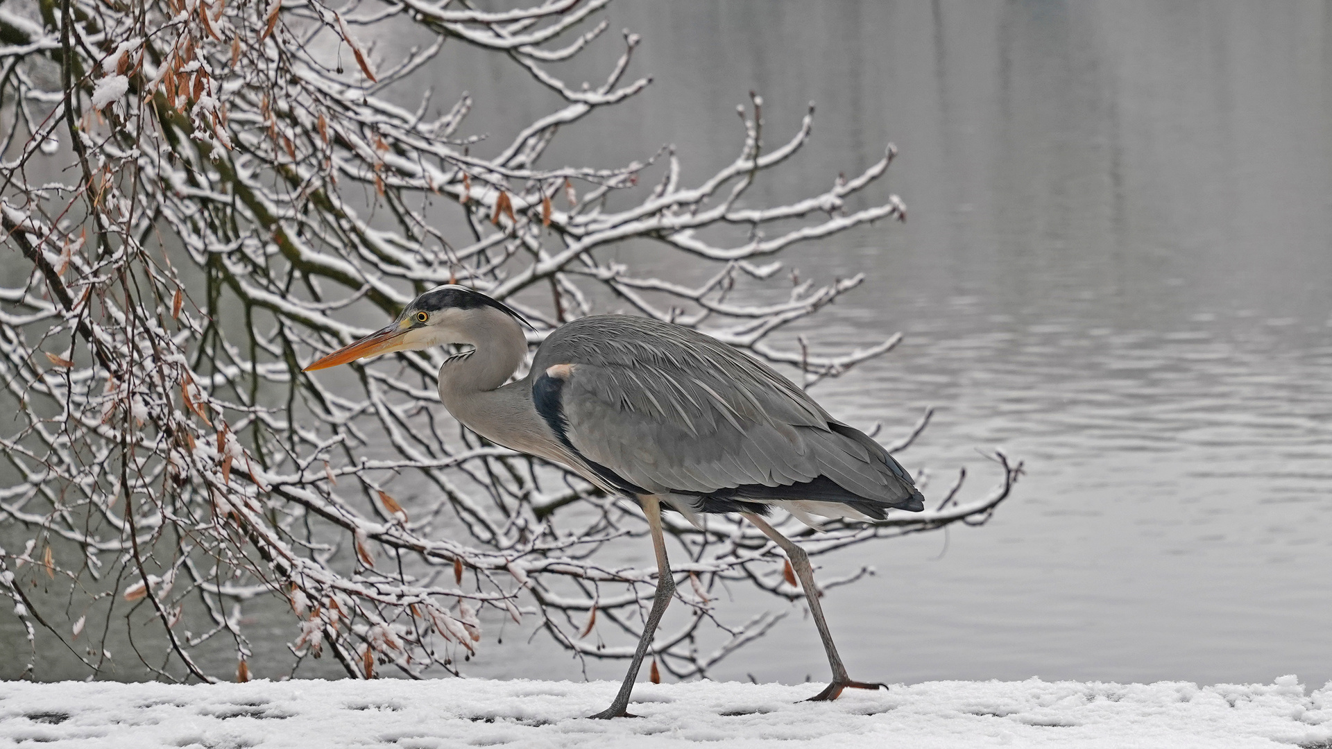 Graureiher im Schnee 