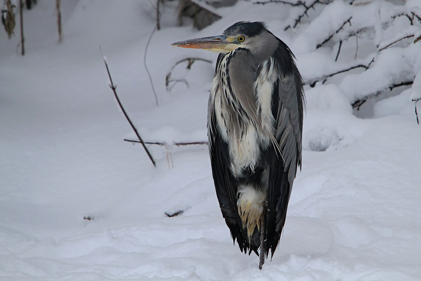 Graureiher im Schnee