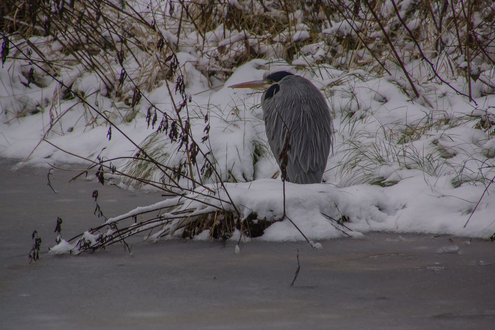 Graureiher im Schnee