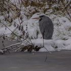 Graureiher im Schnee