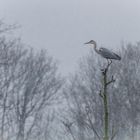 Graureiher im Schneeregen