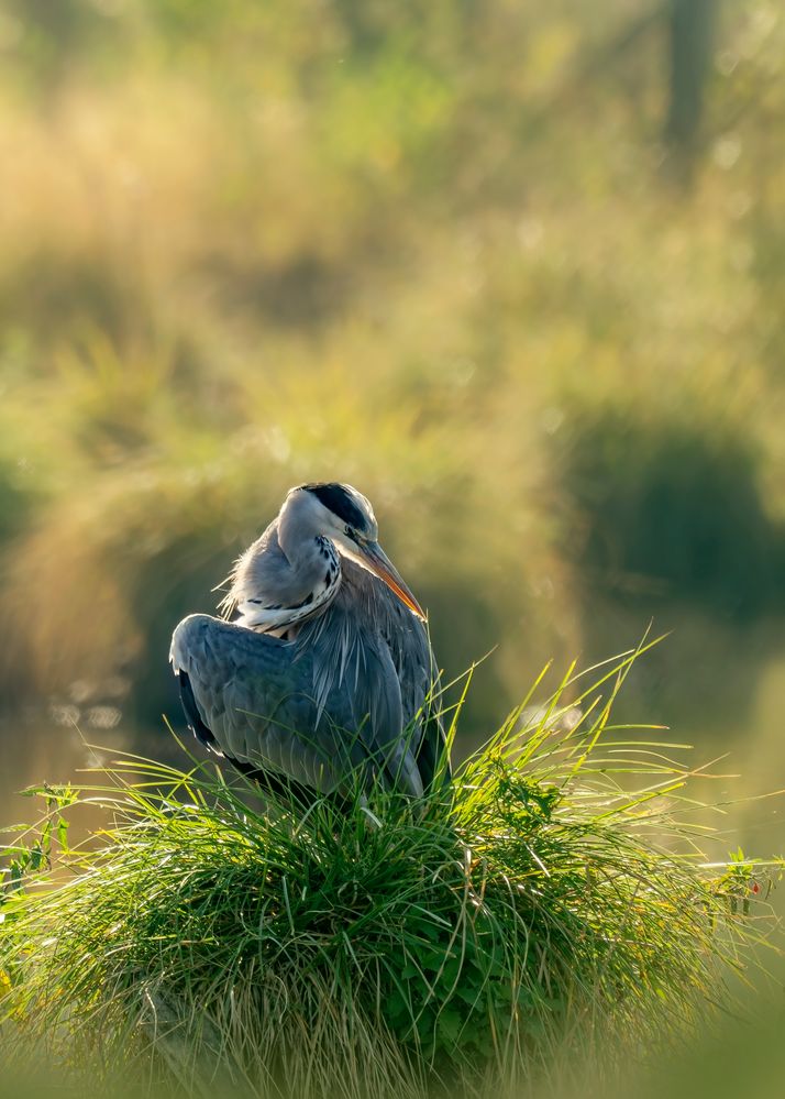 Graureiher im Schwenninger Moos