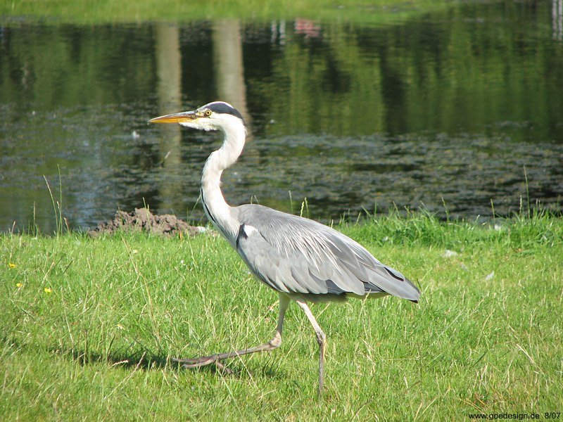 Graureiher im Schweriner Schlosspark