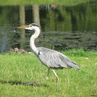 Graureiher im Schweriner Schlosspark