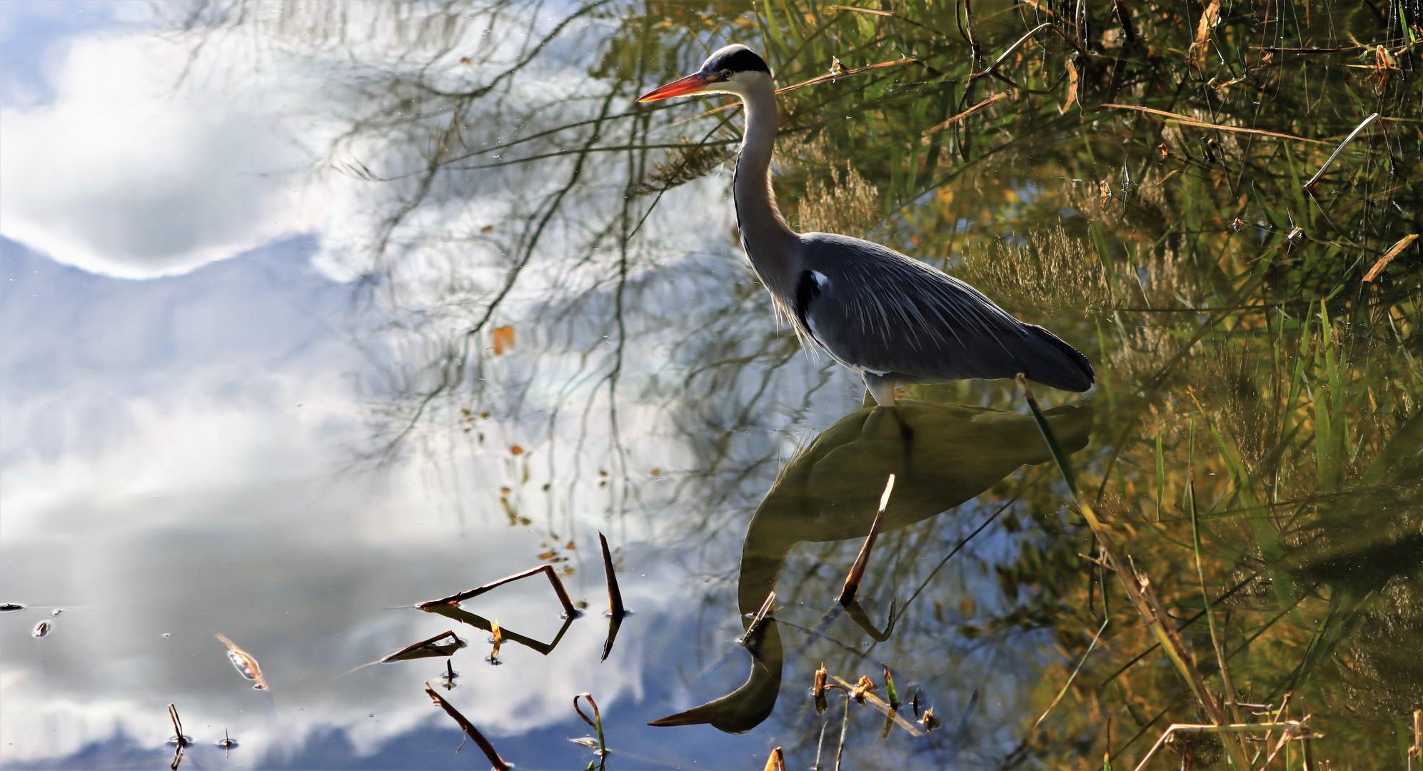 Graureiher im See