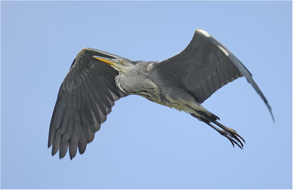 Graureiher im Segelflug ....