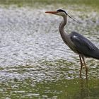 Graureiher im seichten Wasser