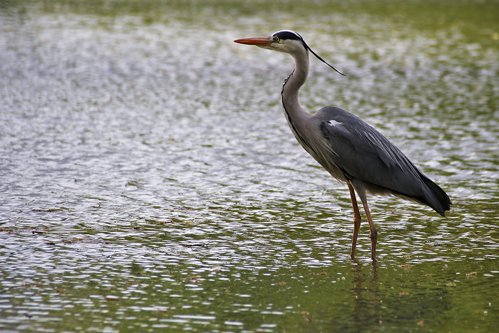 Graureiher im seichten Wasser